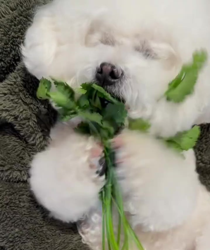 Load video: