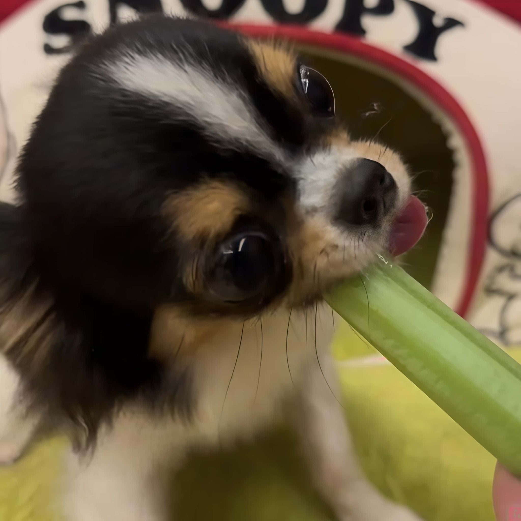 Can Dogs Eat Celery? - Custom Creations Hub