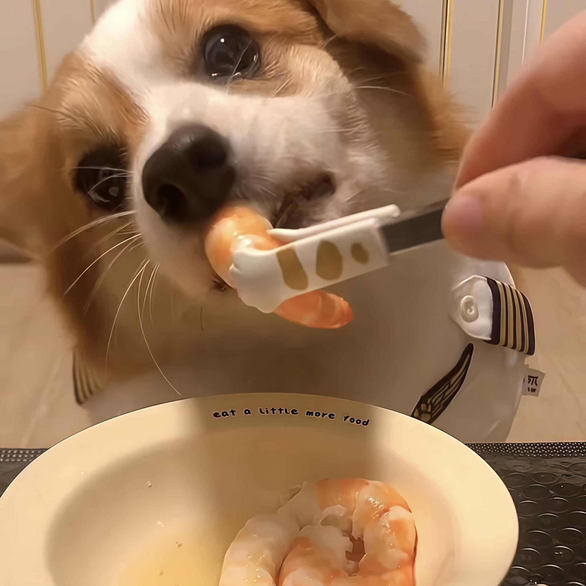 Can Dogs Eat Shrimp? - Custom Creations Hub