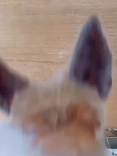 Hand-Drawn Custom 3D Layered Pet Portrait
